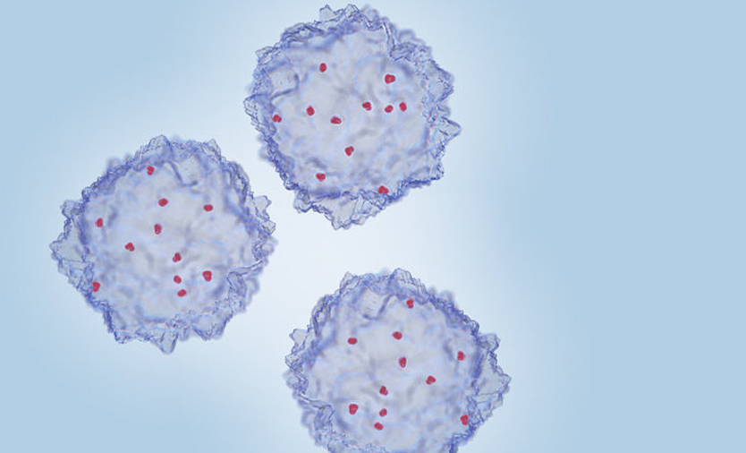 Erythropoisis image