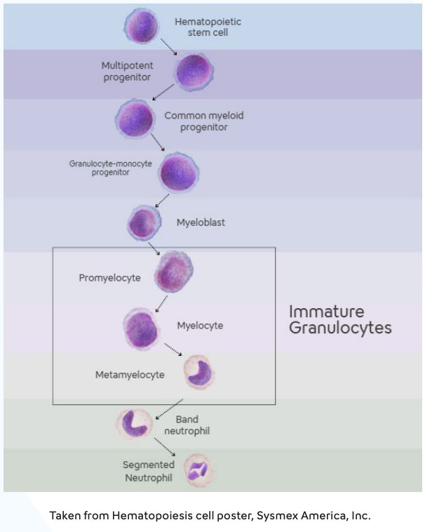 Hematology-Immature Granulocyte Fact Sheet- Image 