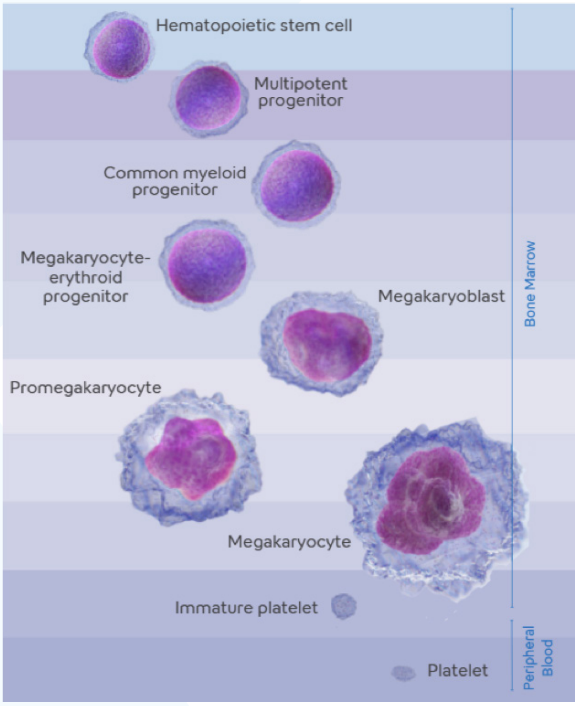 Hematology- Immature Platelet Fraction Fact Sheet- Image