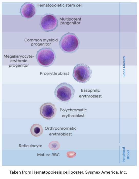 Hematology- Reticulocyte Hemoglobin Equivalent-Image
