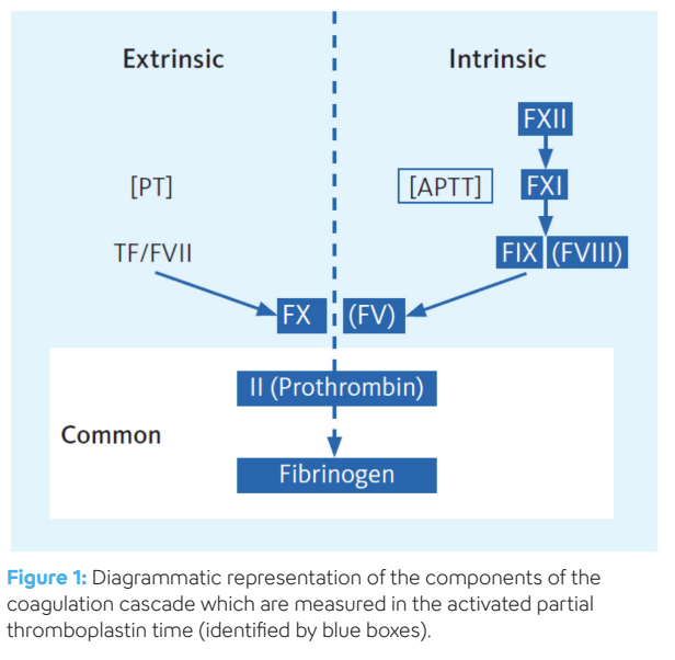 Hemostasis - Activated Partial Thromboplastin Time - Image-1