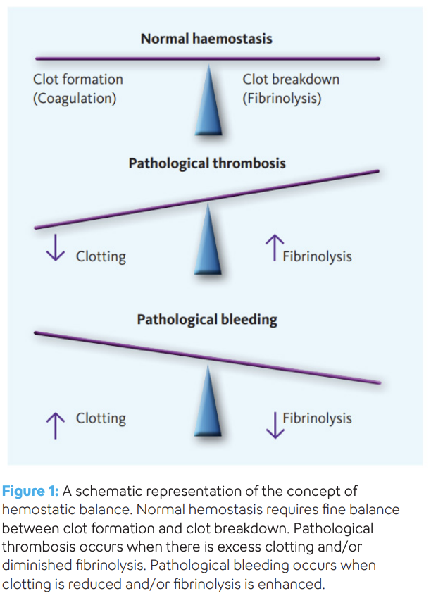 Hemostasis - Principals of Hemostasis - Image-1