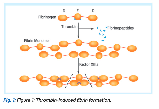 Fibrinogen image