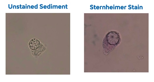 Decoy cells