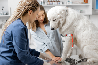 Vet dog blood sample