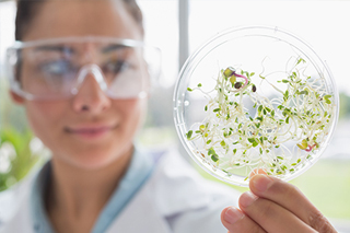 PlantsAgriculturePlants320x213V1 tech reviewing plant samples