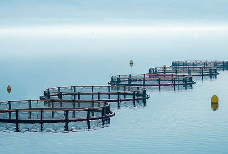 DNAAnalysisAquaculture_QualityControl_Oysterbed_467x316_V1 plant research