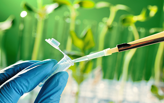 GenomicResearch_plants_526x332_V1 Plant research