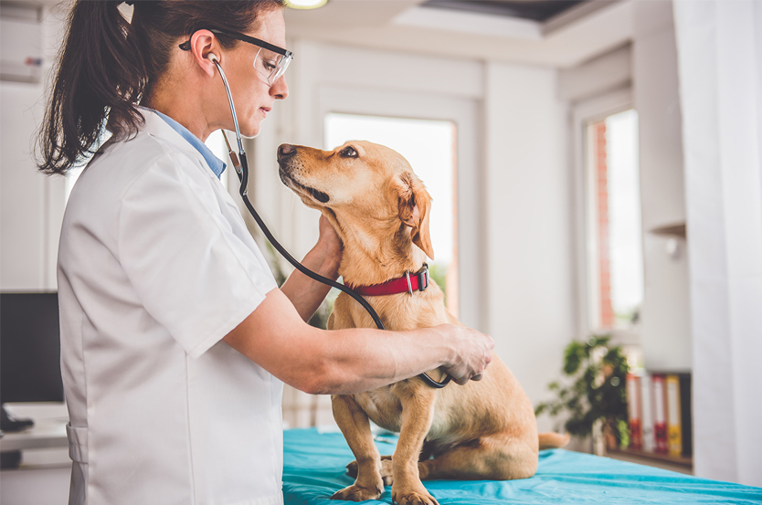 vetenarian with dog