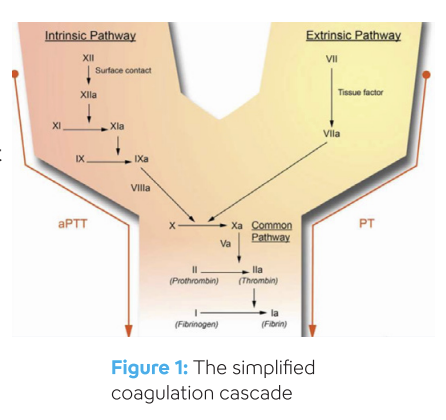 Hemostasis - Prothrombin Time - Image-1